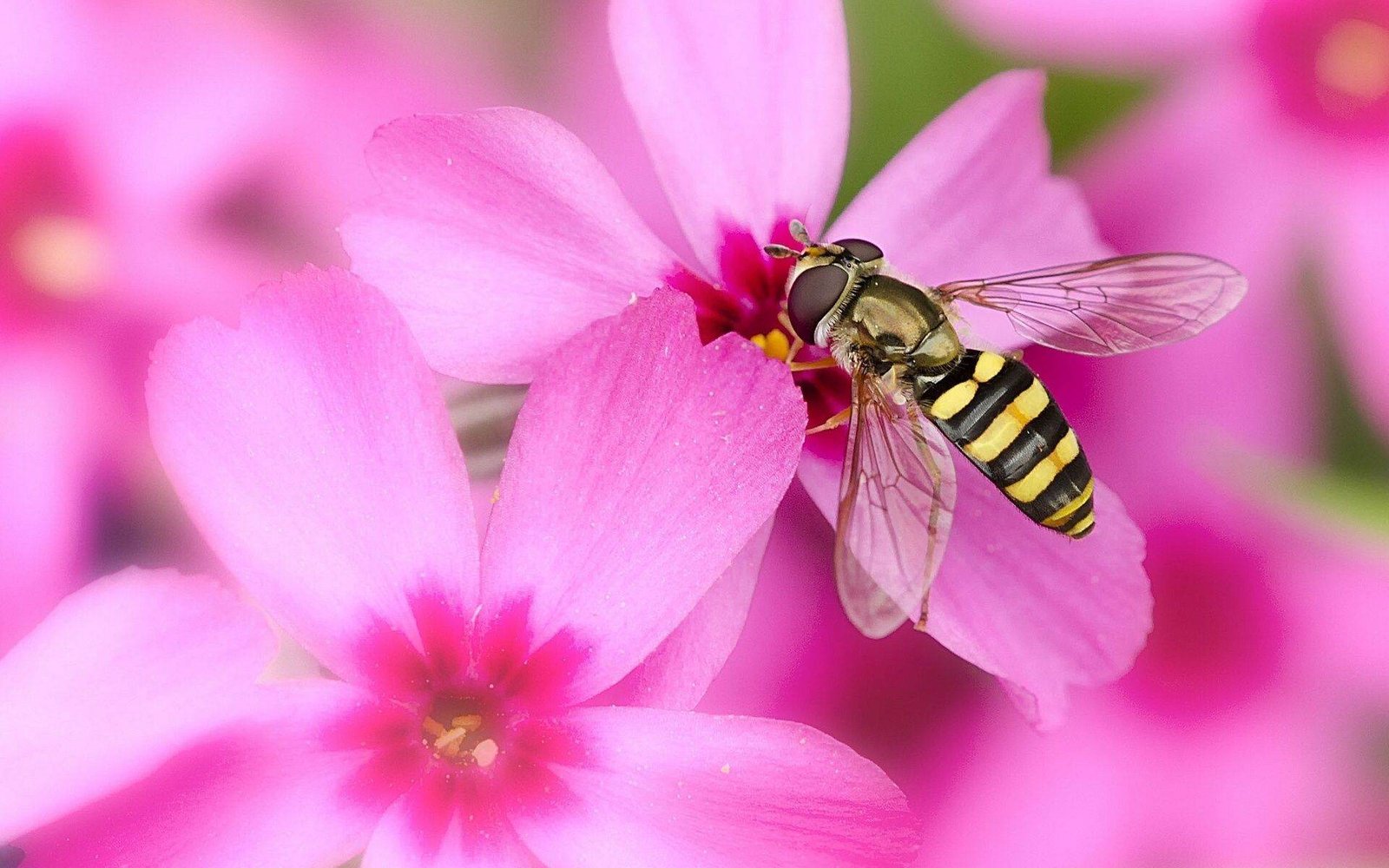 Bee Flower 2